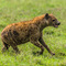 Ngorongoro Crater